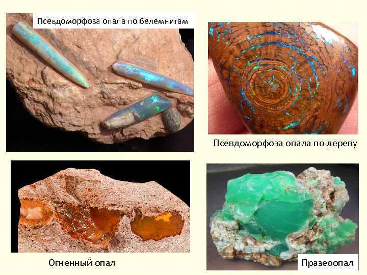 Псевдоморфоза опала по белемнитам Псевдоморфоза опала по дереву Огненный опал Празеоопал 