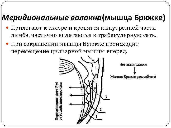 Меридиональные волокна(мышца Брюкке) Прилегают к склере и крепятся к внутренней части лимба, частично вплетаются