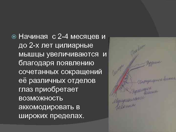  Начиная с 2 -4 месяцев и до 2 -х лет цилиарные мышцы увеличиваются