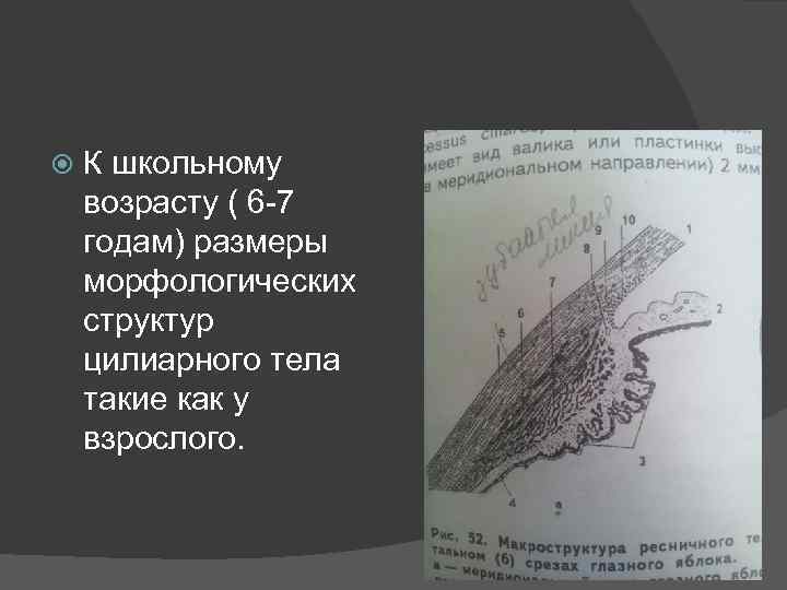  К школьному возрасту ( 6 -7 годам) размеры морфологических структур цилиарного тела такие