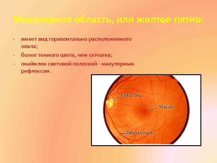 Макулярная область, или желтое пятно: - имеет вид горизонтально расположенного овала; более темного цвета,