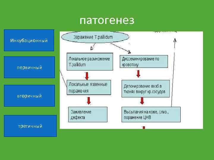патогенез Инкубационный первичный вторичный третичный 