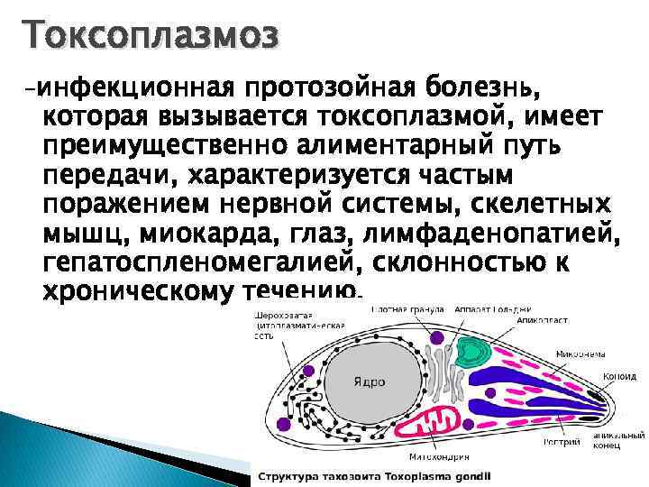 Токсоплазмоз -инфекционная протозойная болезнь, которая вызывается токсоплазмой, имеет преимущественно алиментарный путь передачи, характеризуется частым
