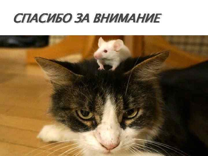 СПАСИБО ЗА ВНИМАНИЕ 