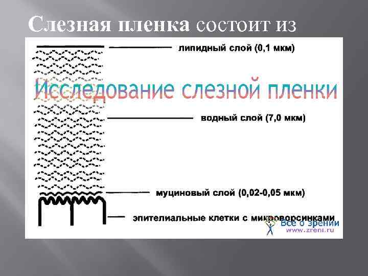 Слезная пленка состоит из компонентов: -внутренний муциновый слой -средний водный слой -внешний липидный слой