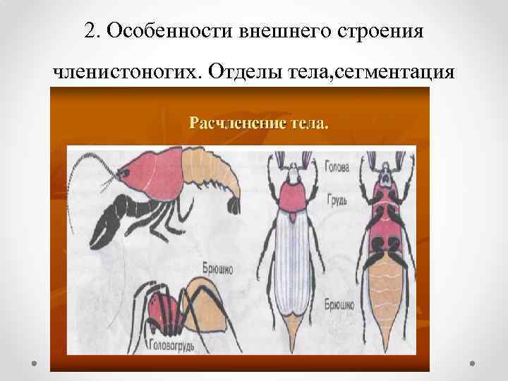 2. Особенности внешнего строения членистоногих. Отделы тела, сегментация 