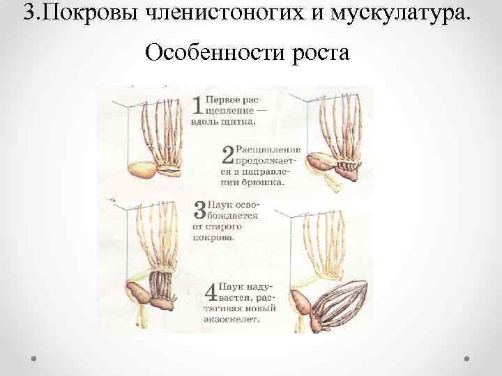 Покровы членистоногих выполняют функции