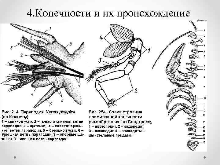 4. Конечности и их происхождение 