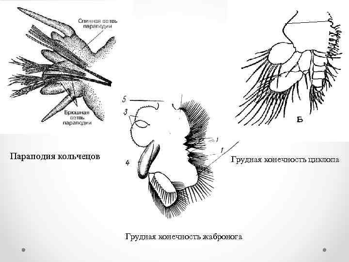 Параподия кольчецов Грудная конечность циклопа Грудная конечность жабронога 