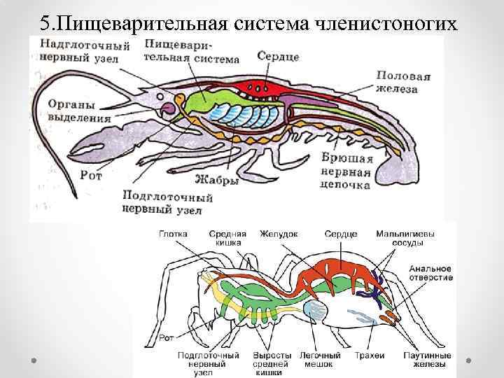 Строение членистоногих