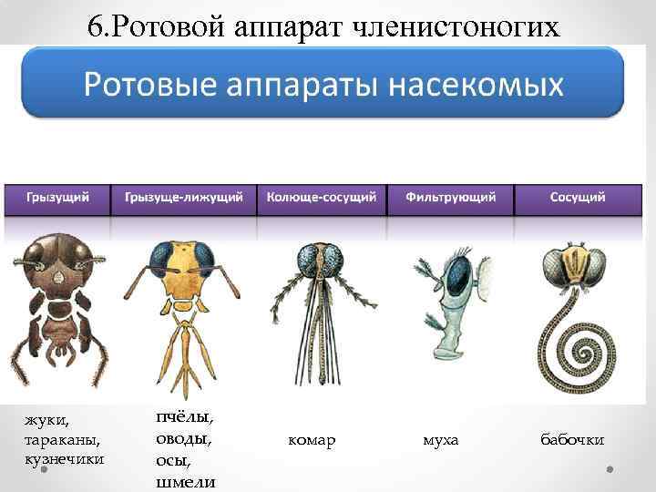 6. Ротовой аппарат членистоногих жуки, тараканы, кузнечики пчёлы, оводы, осы, шмели комар муха бабочки