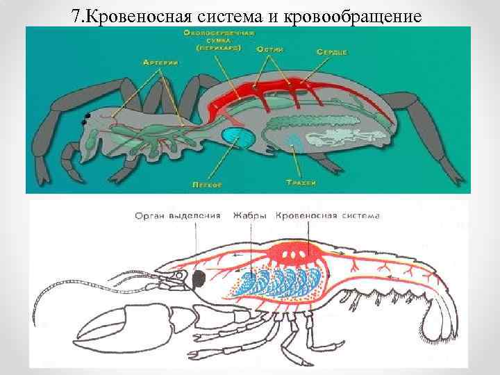 Нервная система членистоногих. Тип кровеносной системы у паука. Кровеносная система паука. Членистоногие строение сердца. Органы кровеносной системы паукообразных.