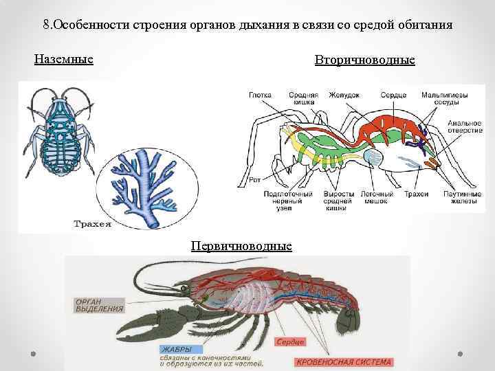 Членистоногие строение