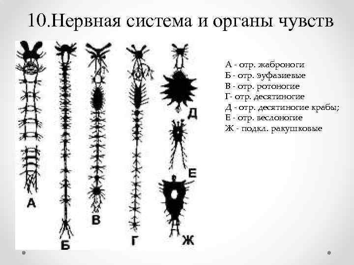 10. Нервная система и органы чувств А - отр. жаброноги Б - отр. эуфазиевые