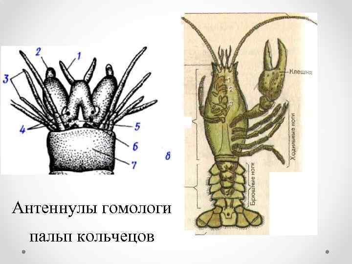 Антеннулы гомологи пальп кольчецов 