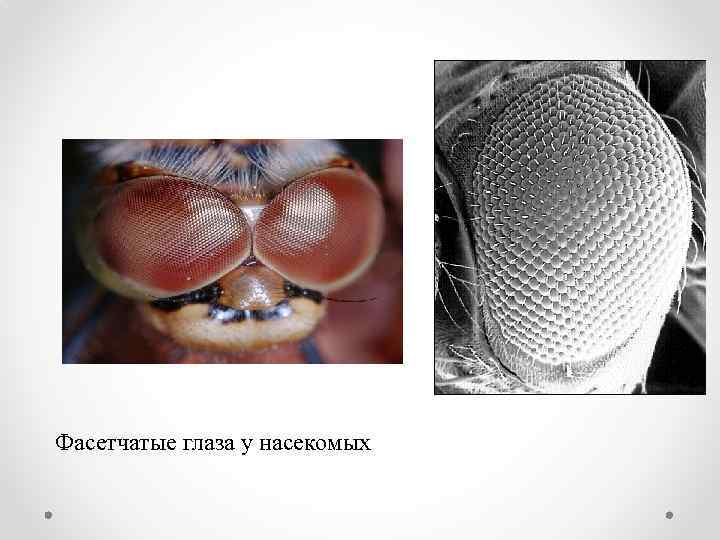 Фасетчатые глаза у насекомых 