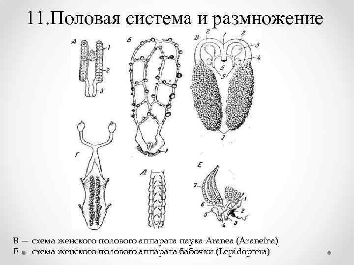 11. Половая система и размножение В — схема женского полового аппарата паука Aranea (Araneina)