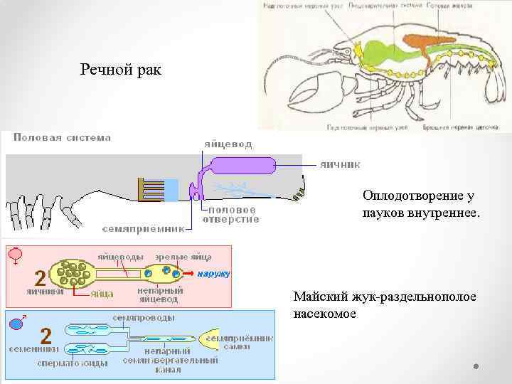 Речной рак Оплодотворение у пауков внутреннее. Майский жук-раздельнополое насекомое 