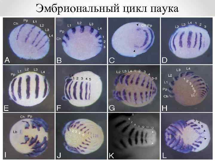 Эмбриональный цикл паука 