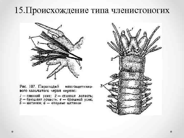 15. Происхождение типа членистоногих 