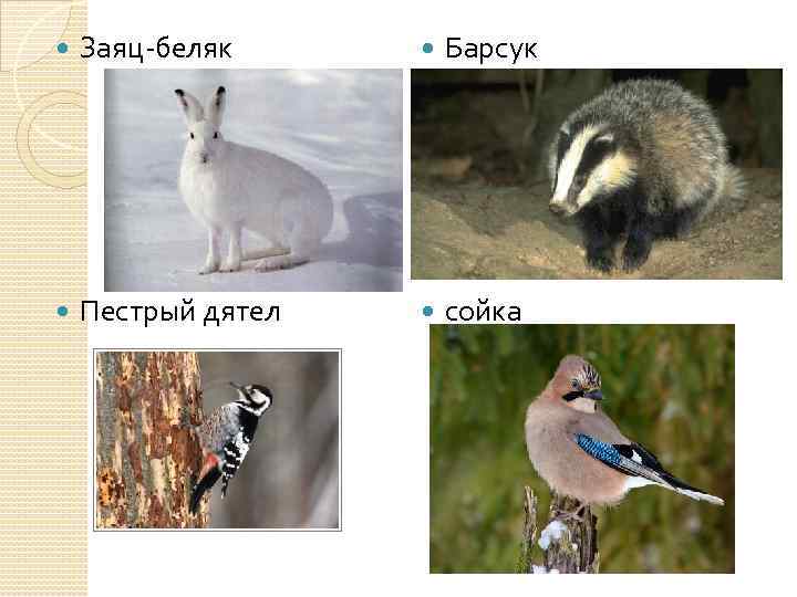  Заяц-беляк Барсук Пестрый дятел сойка 