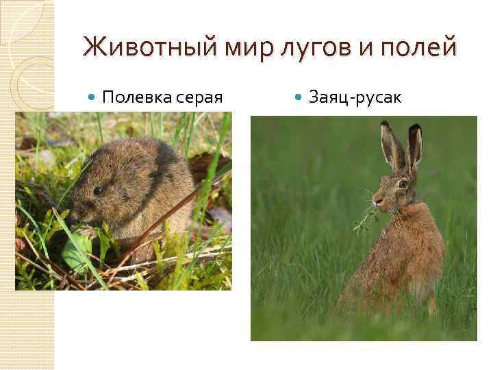 Животный мир лугов и полей Полевка серая Заяц-русак 