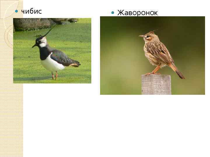  чибис Жаворонок 