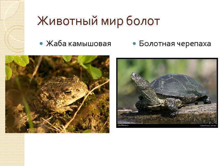 Животный мир болот Жаба камышовая Болотная черепаха 