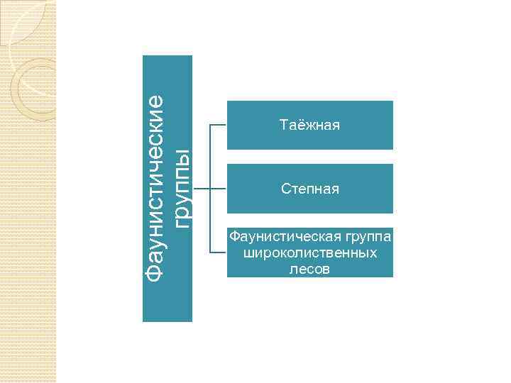 Фаунистические группы Таёжная Степная Фаунистическая группа широколиственных лесов 