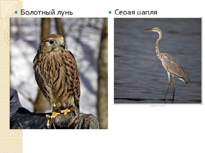  Болотный лунь Серая цапля 