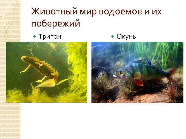 Животный мир водоемов и их побережий Тритон обыкновенный Окунь обыкновенный 