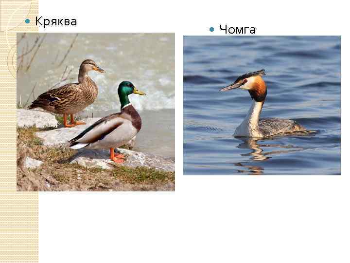  Кряква Чомга 