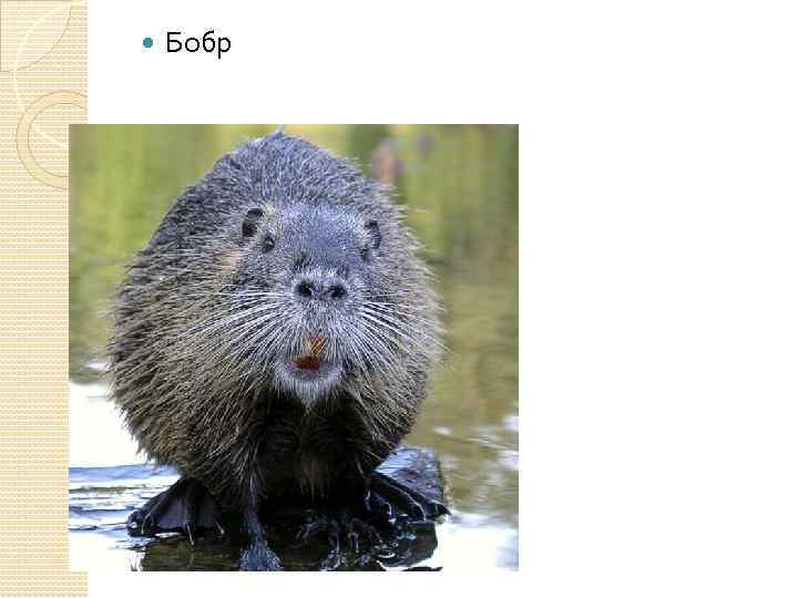  Бобр 