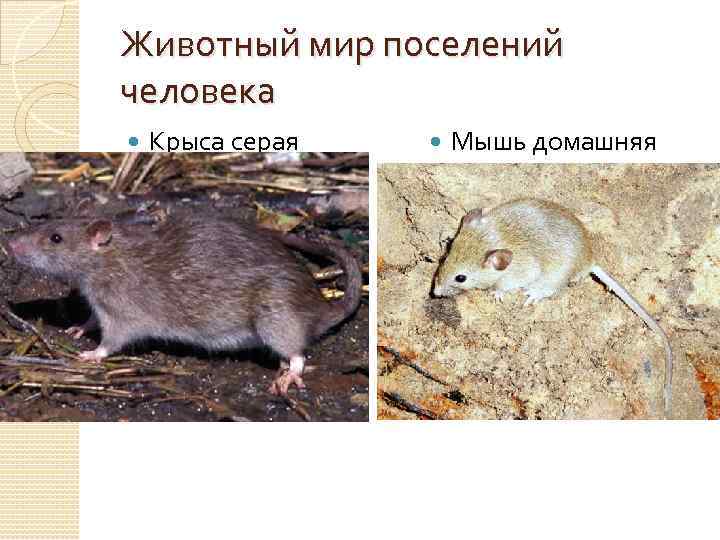Животный мир поселений человека Крыса серая Мышь домашняя 