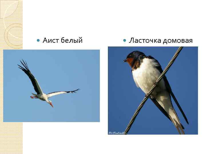  Аист белый Ласточка домовая 