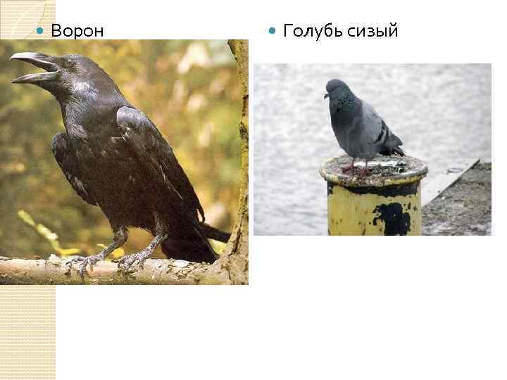  Ворон Голубь сизый 