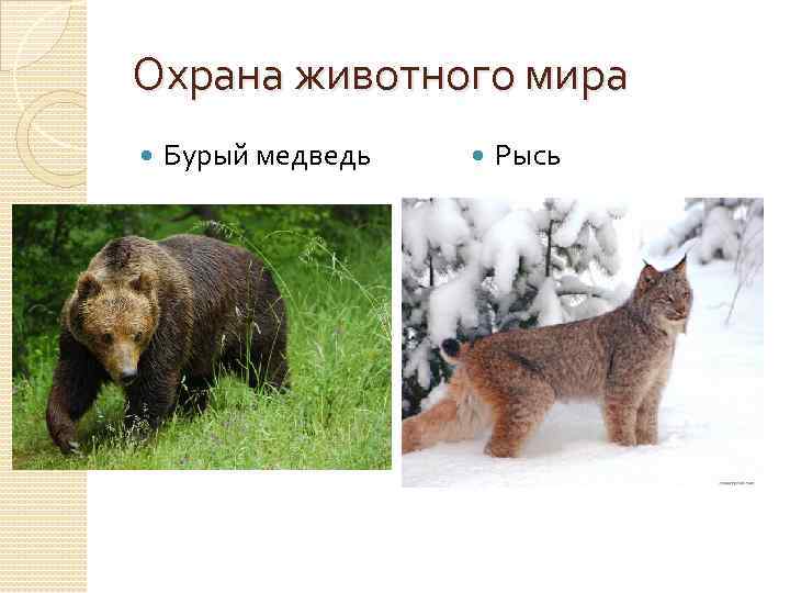 Охрана животного мира Бурый медведь Рысь 