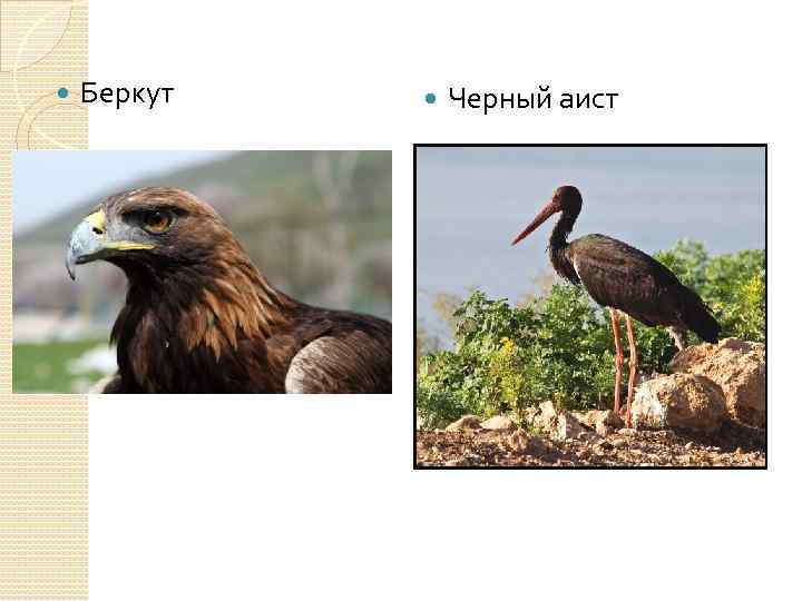  Беркут Черный аист 