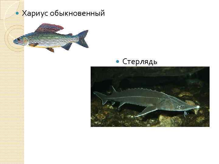  Хариус обыкновенный Стерлядь 