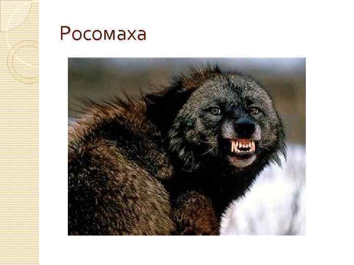 Росомаха 
