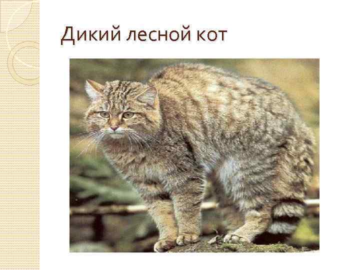 Дикий лесной кот 