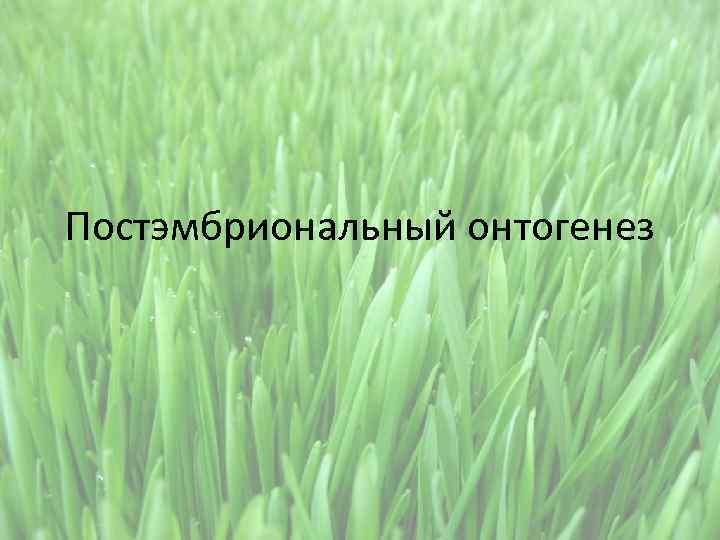 Постэмбриональный онтогенез 
