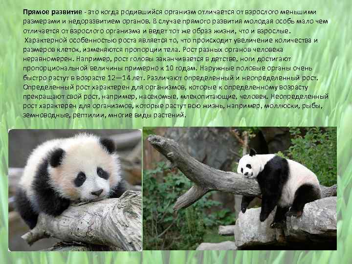 Прямое развитие - это когда родившийся организм отличается от взрослого меньшими размерами и недоразвитием