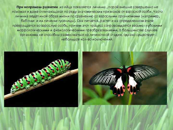 При непрямом развитии из яйца появляется личинка , порой внешне совершенно не похожая и