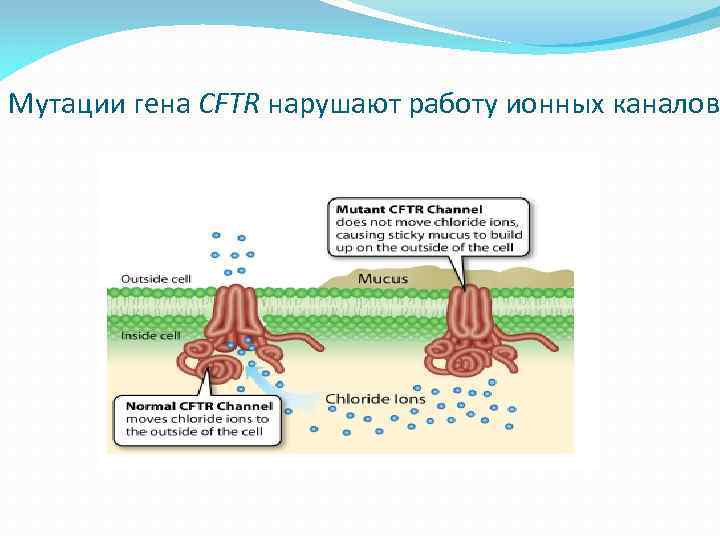 Мутации гена CFTR нарушают работу ионных каналов 