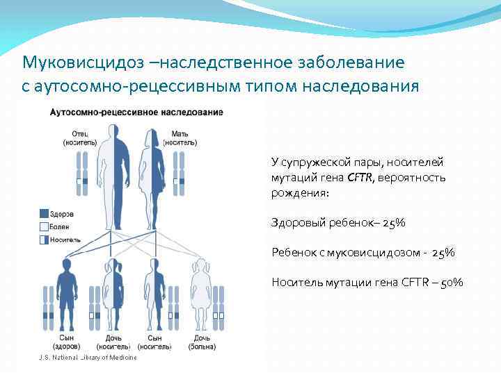 Муковисцидоз –наследственное заболевание с аутосомно-рецессивным типом наследования У супружеской пары, носителей мутаций гена CFTR,