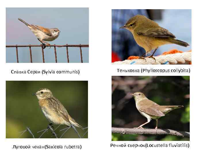 Славка Серая (Sylvia communis) Луговой чекан(Saxicola rubetra) Теньковка (Phylloscopus collybita) Речной сверчок(Locustella fluviatilis) 