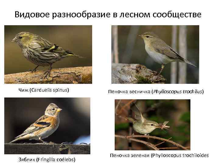 Видовое разнообразие в лесном сообществе Чиж (Carduelis spinus) Зяблик (Fringílla coélebs) Пеночка весничка (Phylloscopus