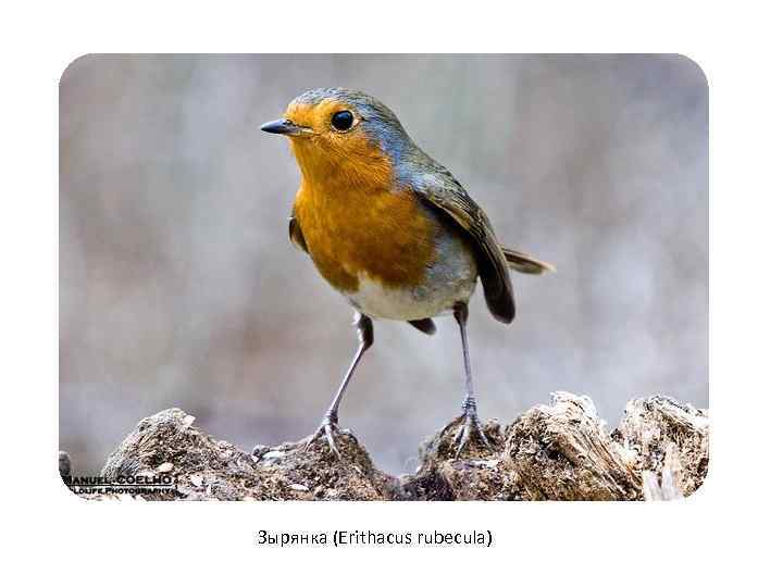 Зырянка (Erithacus rubecula) 