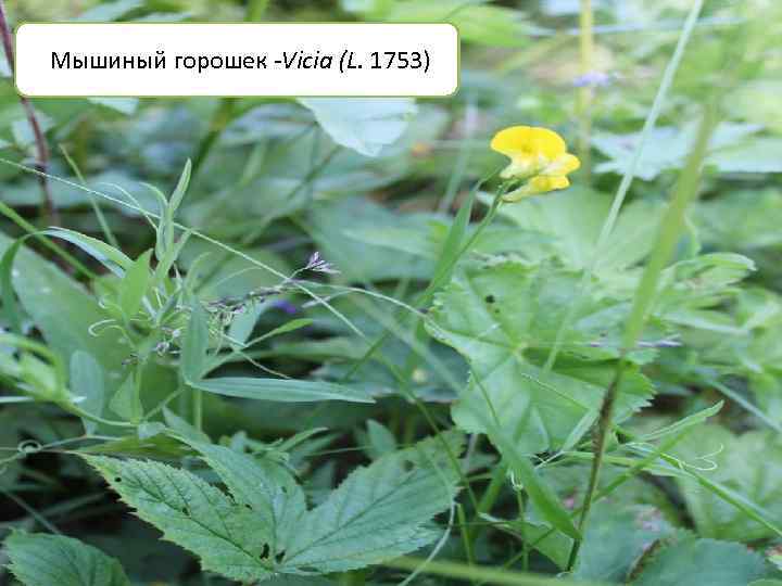  Мышиный горошек -Vicia (L. 1753) 